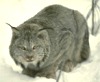 Lynx canadensis